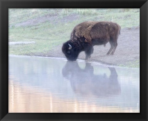 Framed Bison Print