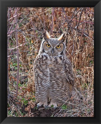 Framed Great Horned Owl Print