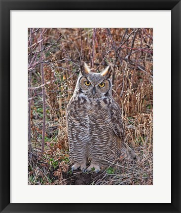 Framed Great Horned Owl Print