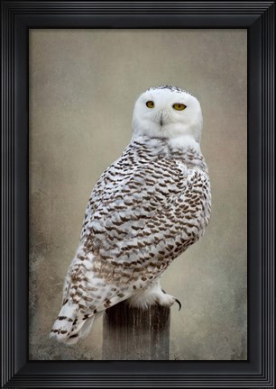 Framed Snowy Owl Print