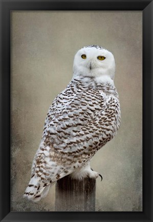 Framed Snowy Owl Print