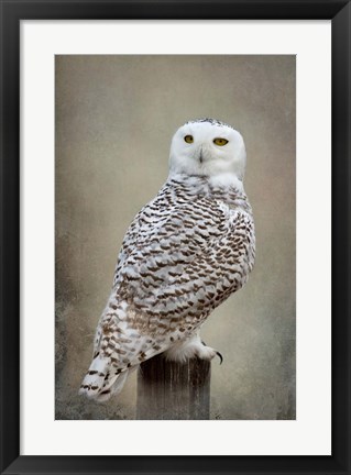 Framed Snowy Owl Print