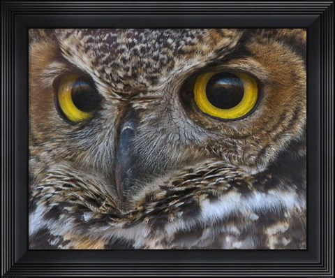 Framed Owl Eyes Print