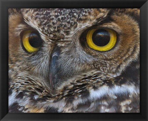 Framed Owl Eyes Print