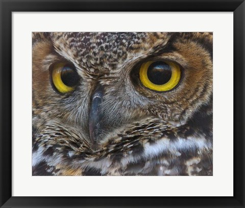 Framed Owl Eyes Print