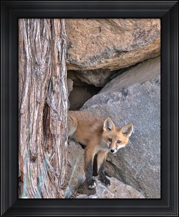 Framed Red Fox Kit Print