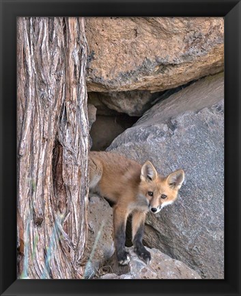 Framed Red Fox Kit Print