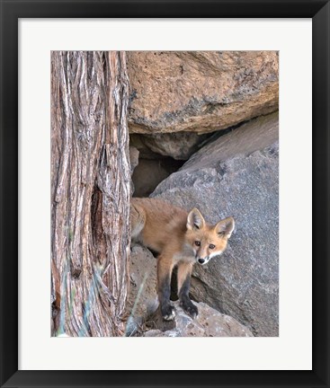 Framed Red Fox Kit Print