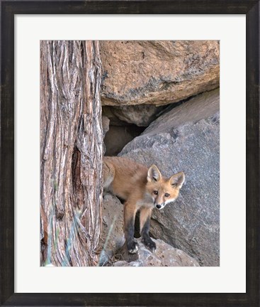 Framed Red Fox Kit Print