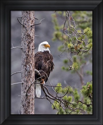 Framed Bald Eagle Print