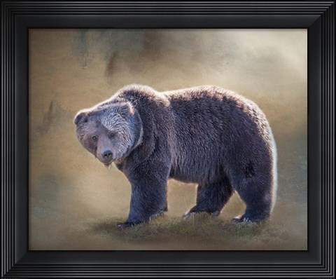 Framed Grizzly Bear Boar Print