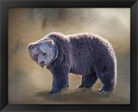 Framed Grizzly Bear Boar Print