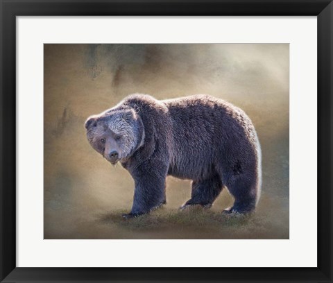 Framed Grizzly Bear Boar Print