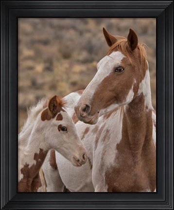 Framed Gypsy &amp; Sentinel - S Steens Wild Mustangs Print