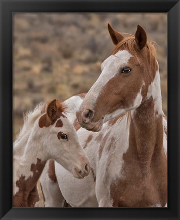 Framed Gypsy &amp; Sentinel - S Steens Wild Mustangs Print