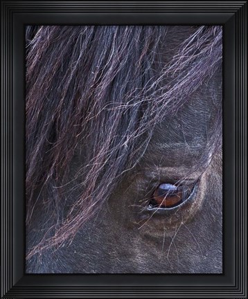 Framed Domino - S Steens Stallion Print