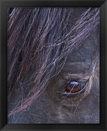 Framed Domino - S Steens Stallion Print