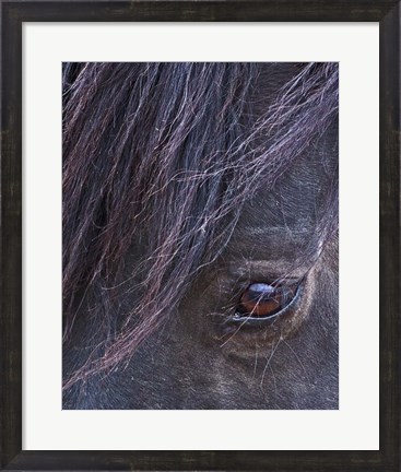 Framed Domino - S Steens Stallion Print