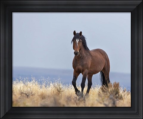 Framed Cherokee - S Steens Wild Stallion Print