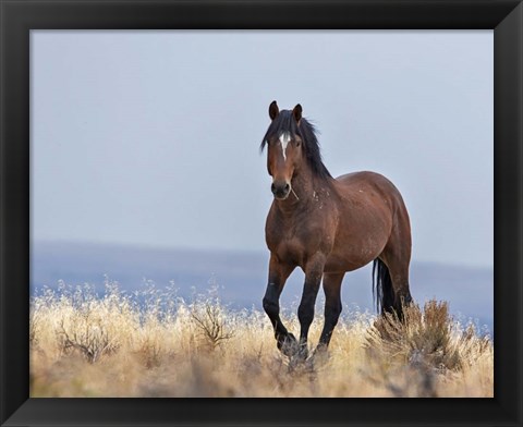 Framed Cherokee - S Steens Wild Stallion Print