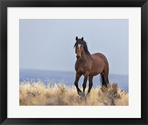 Framed Cherokee - S Steens Wild Stallion Print