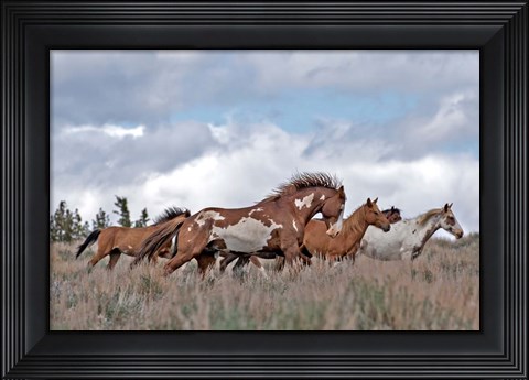 Framed South Steens Mustangs Print