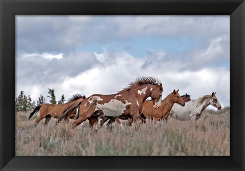 Framed South Steens Mustangs Print