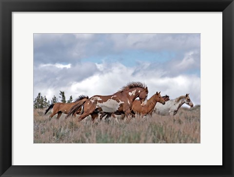 Framed South Steens Mustangs Print