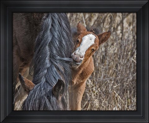 Framed Ochoco Wild Foal - Big Summit HMA Print