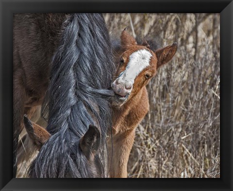 Framed Ochoco Wild Foal - Big Summit HMA Print