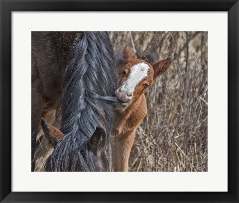 Framed Ochoco Wild Foal - Big Summit HMA Print