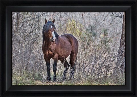Framed Ochoco Wild Stallion - Big Summit Print