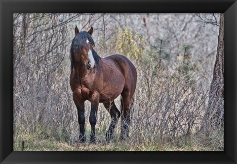 Framed Ochoco Wild Stallion - Big Summit Print