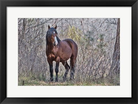 Framed Ochoco Wild Stallion - Big Summit Print