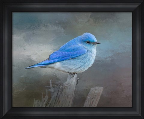 Framed Mountain Bluebird Print