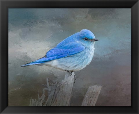 Framed Mountain Bluebird Print