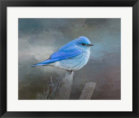 Framed Mountain Bluebird Print