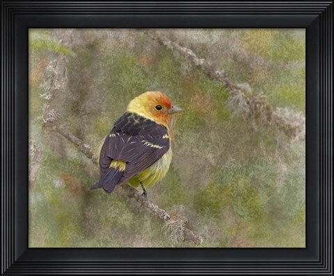 Framed Western Tanager Print