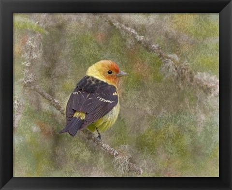 Framed Western Tanager Print