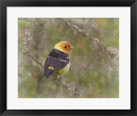 Framed Western Tanager Print