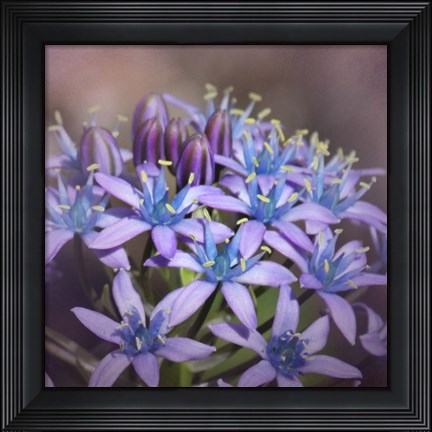 Framed Hyacine Print