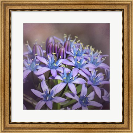 Framed Hyacine Print