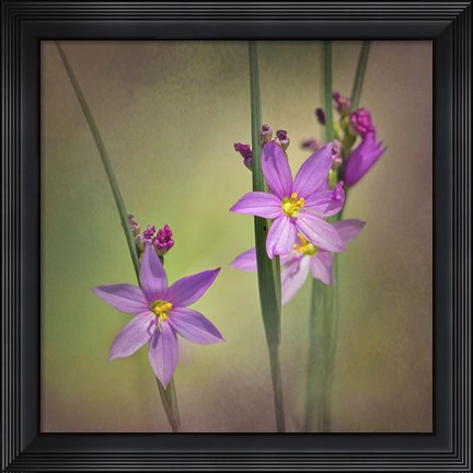 Framed Blue-Eyed Grass Ochoco Print