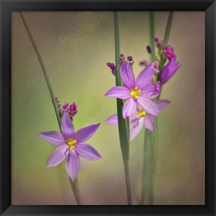 Framed Blue-Eyed Grass Ochoco Print