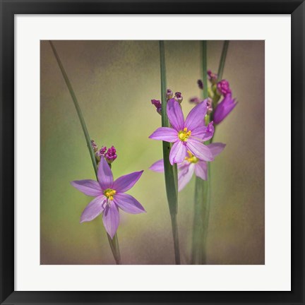 Framed Blue-Eyed Grass Ochoco Print