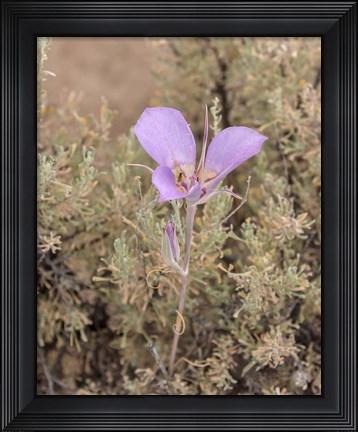 Framed Mariposa Lily Print