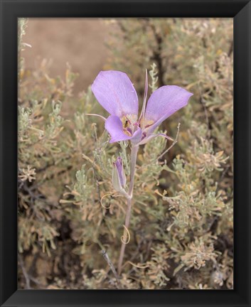 Framed Mariposa Lily Print