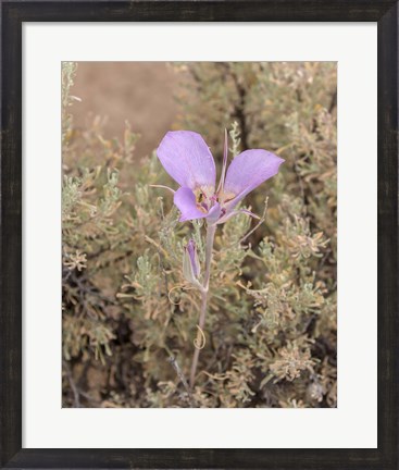 Framed Mariposa Lily Print