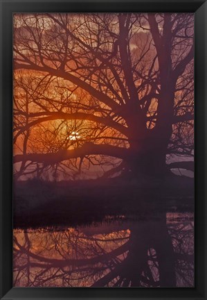 Framed Foggy Sunrise Print