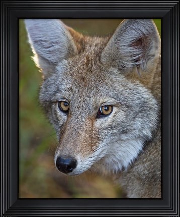 Framed Coyote Print
